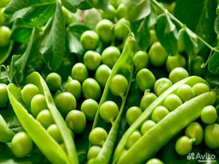 Семена гороха