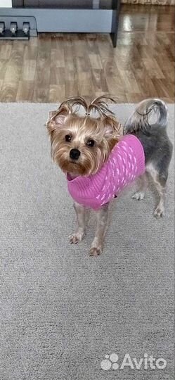 Свитер для йорка