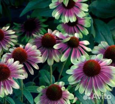 Саженцы Эхинацеи,разные сорта Многолетник