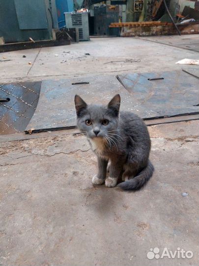Кошка в дар бесплатно
