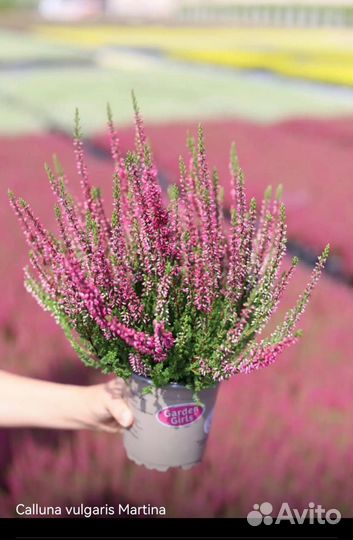 Вереск саженцы