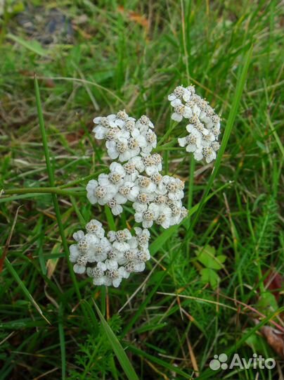 Sony DSC-G1 с примерами фото