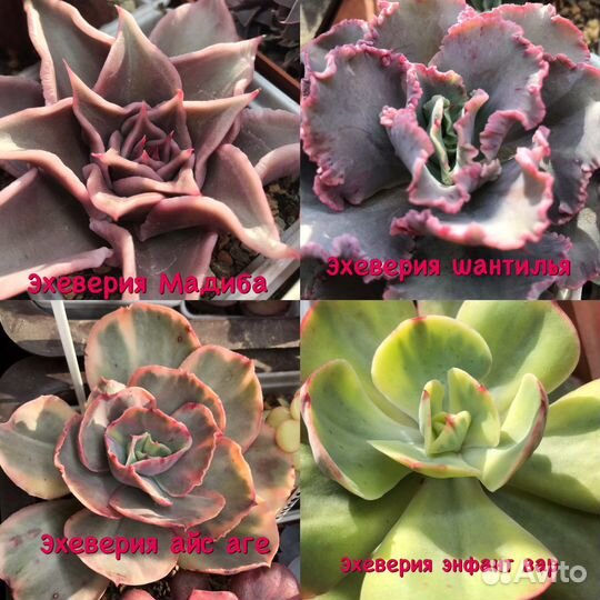 Суккуленты эхеверии