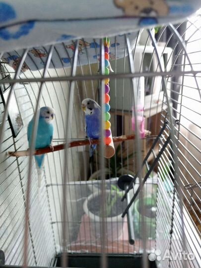 Волнистые попугаи с клеткой