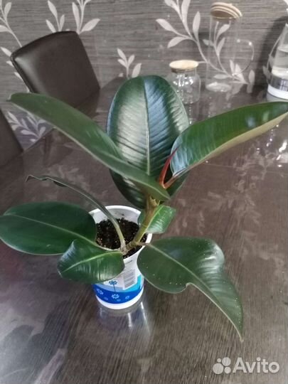 Фикус каучуконосный