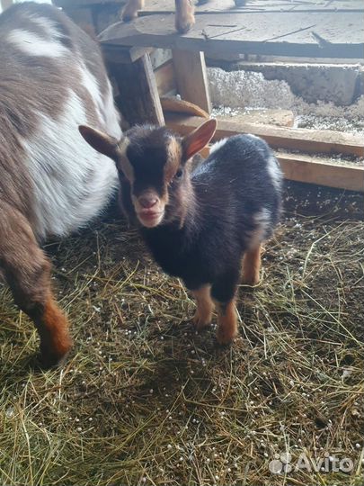 Камерунские козы козочки