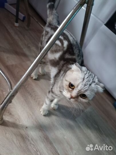 Шотландская вислоухая кошка