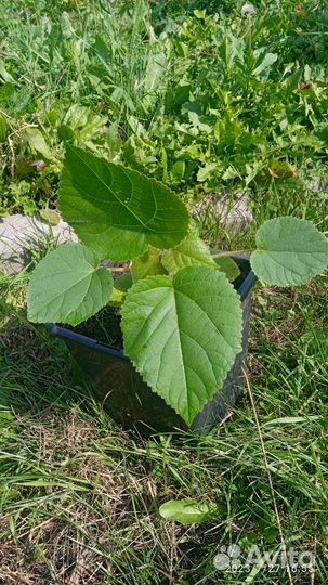 Продам Павловнию