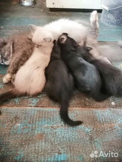 Котята в добрые руки бесплатно