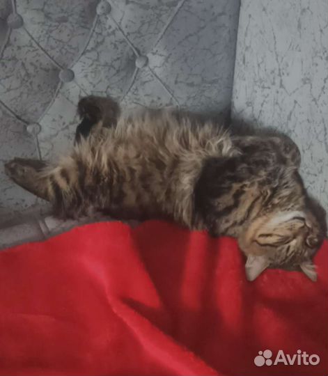 Передержка