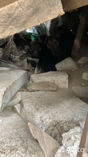 Щенки 1,5 мес