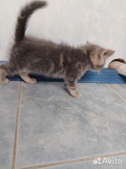 Кошка с котятами