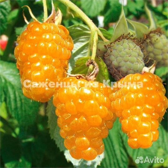 Саженцы Малины