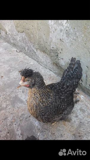 Куры Гуси Утки Циплята бройлера Индюшата