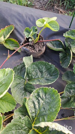 Рассада клубники