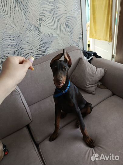 Доберман щенок