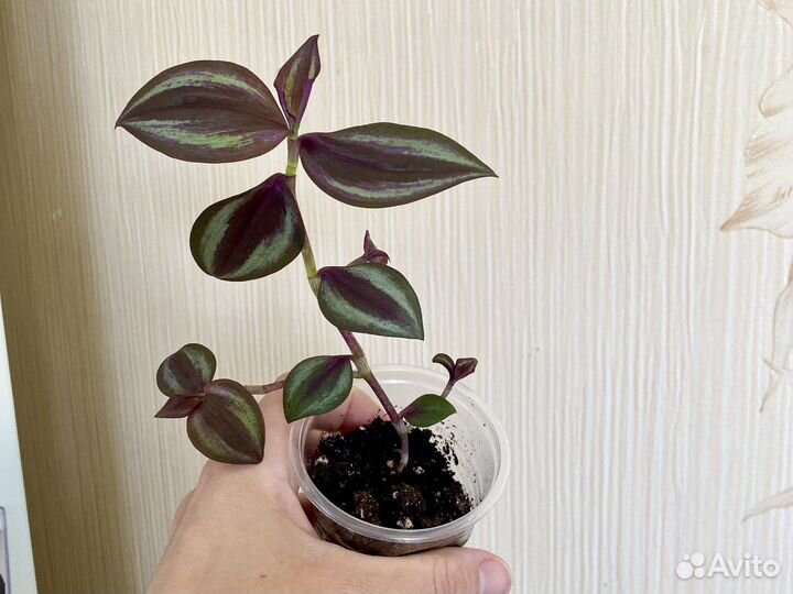 Традесканция зебрина домашние цветы неприхотливые