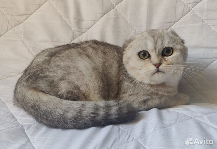 Вислоухая кошечка