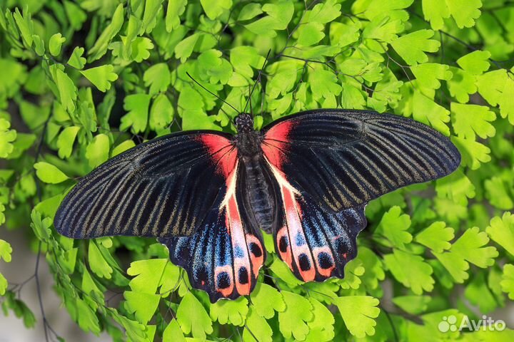 Ферма бабочек с куколками Челябинск