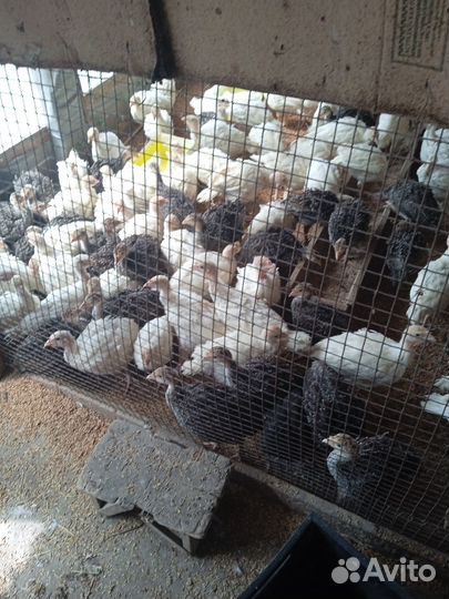 Бройлеры,гусята,цыплята