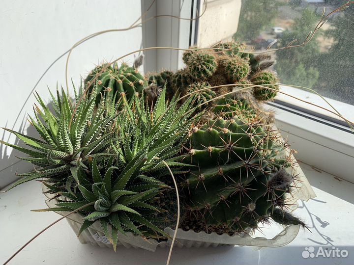 Кактусы и суккуленты