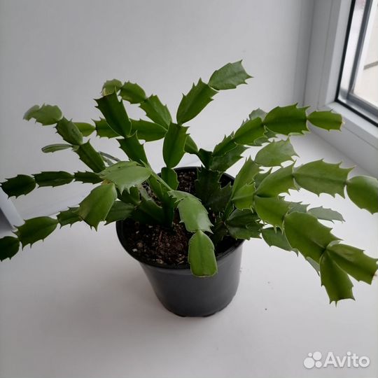 Декабрист (шлюмбергера), комнатный цветок