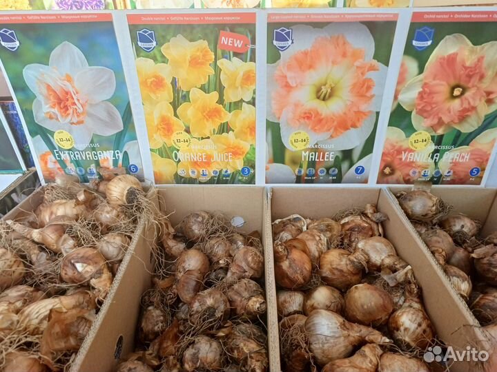 Луковицы нарциссов