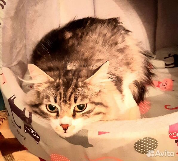 Чудесный котик матис