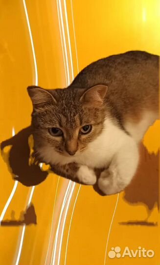 Кошка в добрые руки