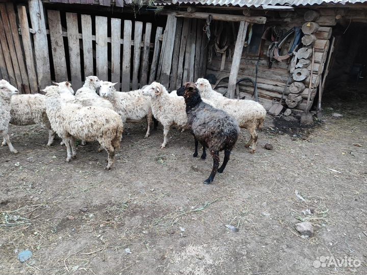 Бараны, овцы