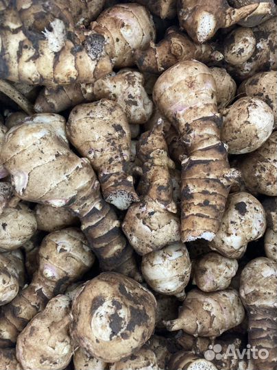 Топинамбур крупный