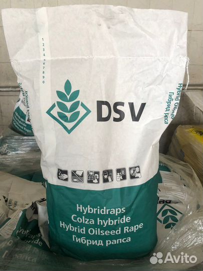 Гибрид рапса