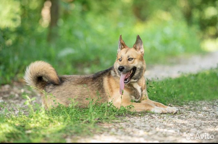 Собака из приюта