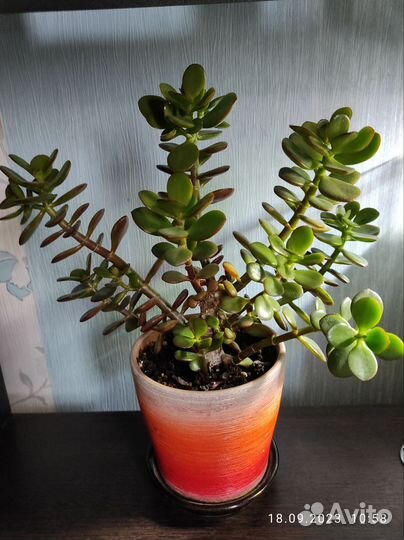 Суккуленты, (денежные деревья и т. д)