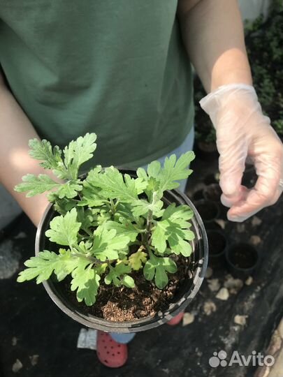 Садовые цветы и растения