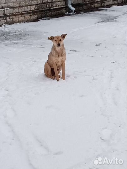 Последний шанс