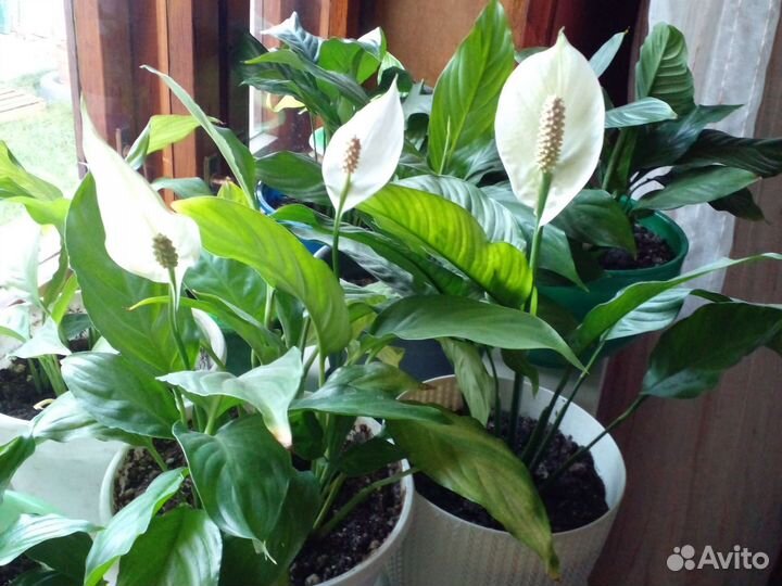 Спатифиллум