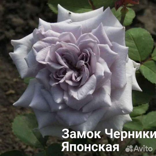 Редкие сорта роз