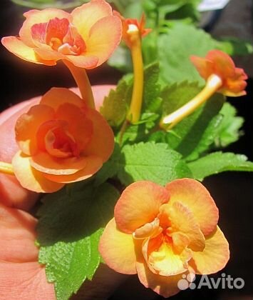 Ахименес Peach Oгchaгd