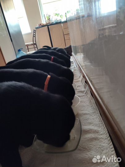 Щенки лабрадора