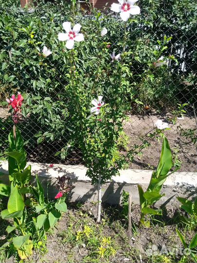 Гибискус садовый