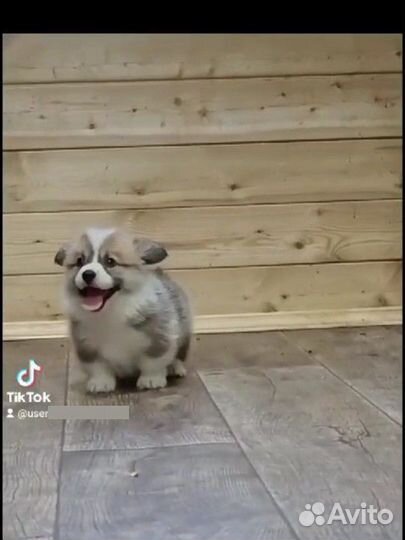 Вельш корги пемброк