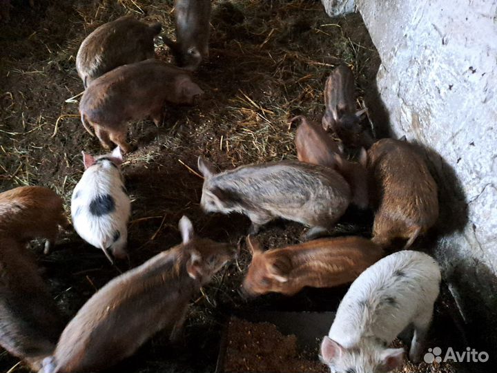 Поросята