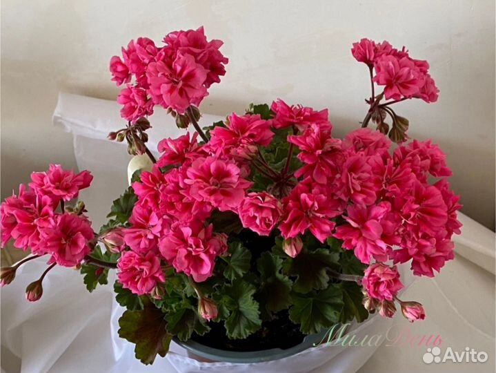 Юзис Бразильский карнавал