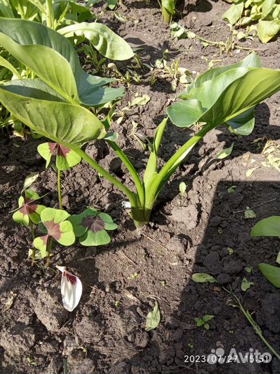 Калла, канна