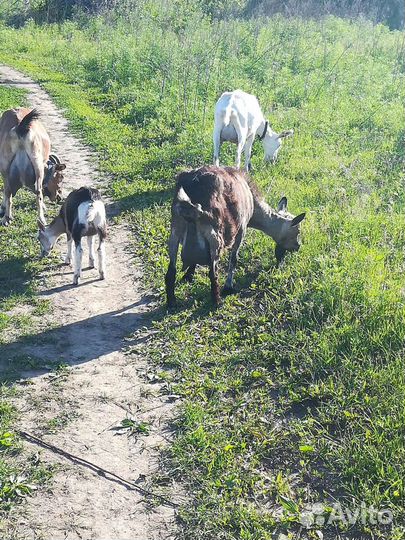 Продам дойных коз, козочек
