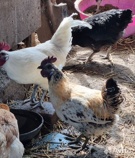 Петухи Лакеданзи