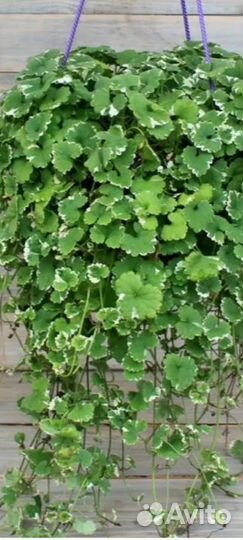 Будра плющелистная вариегатная