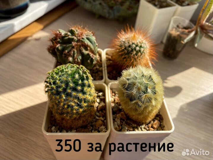 Суккуленты