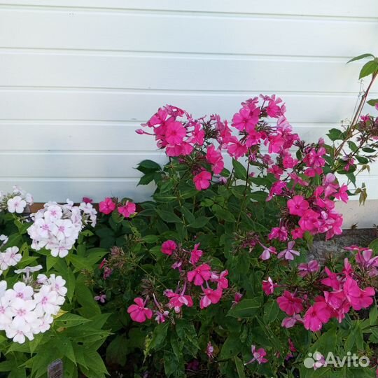 Флоксы многолетние